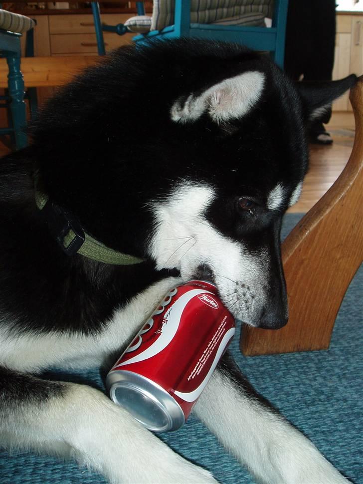 Siberian husky Vuffi (død) billede 10