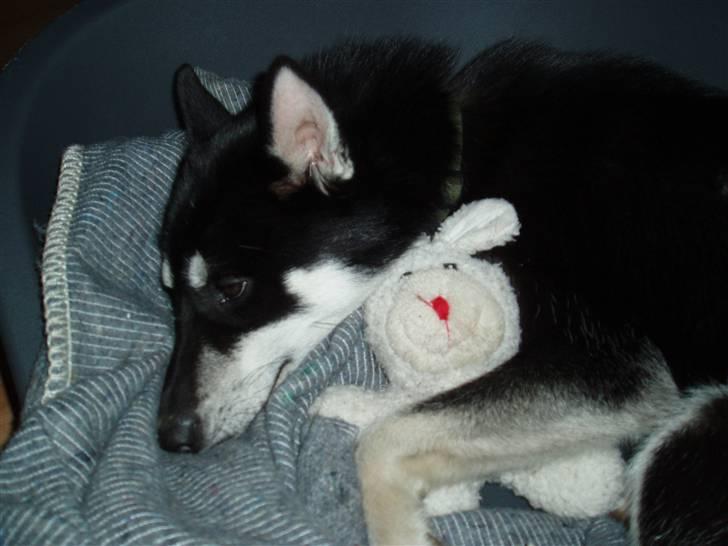Siberian husky Vuffi (død) billede 11