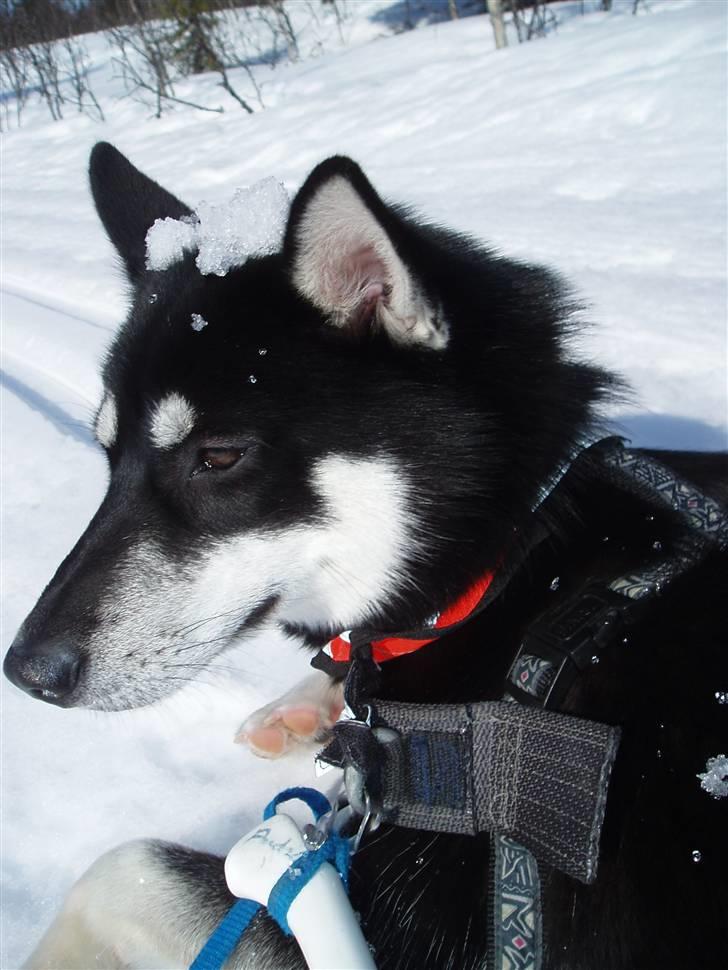 Siberian husky Vuffi (død) billede 12