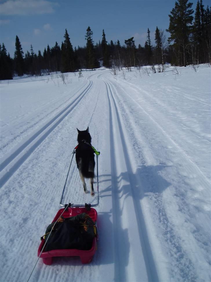 Siberian husky Vuffi (død) billede 13