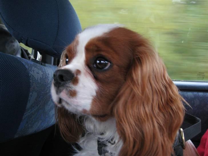 Cavalier king charles spaniel Chester - Chester i bilen på vej til sommerhuset billede 1