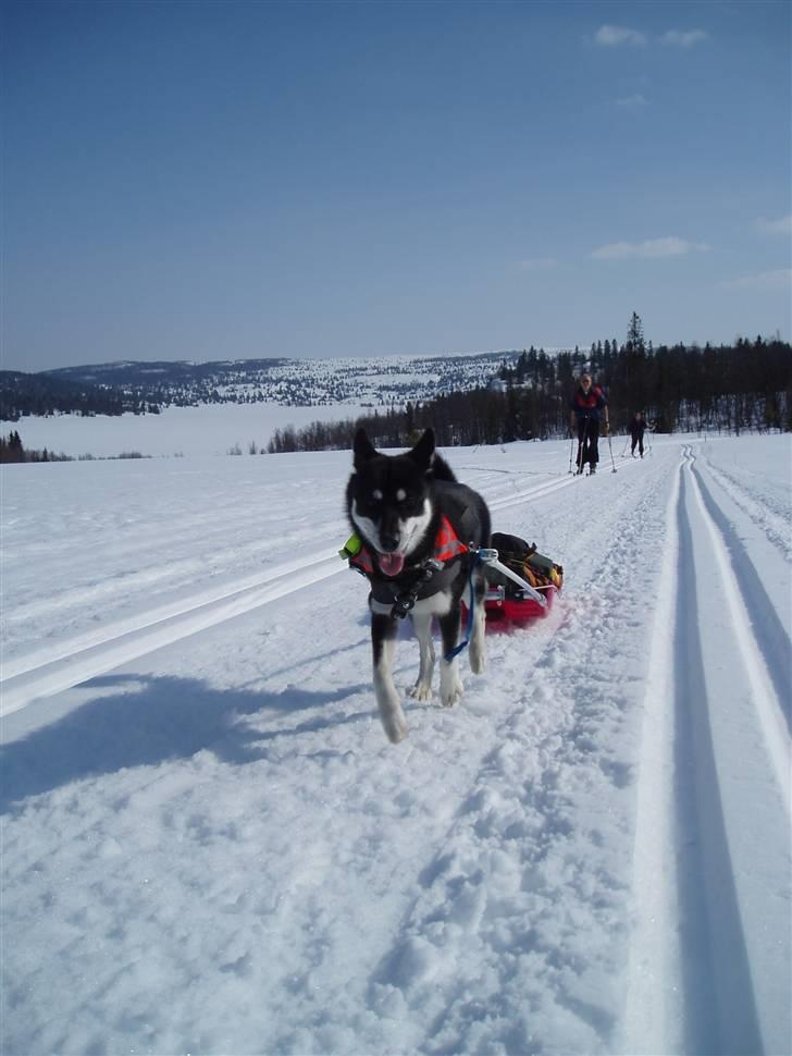 Siberian husky Vuffi (død) billede 14