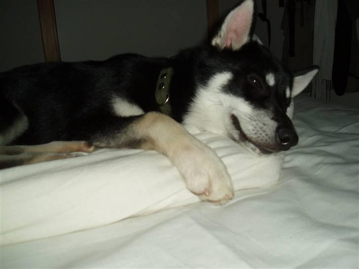 Siberian husky Vuffi (død) billede 15