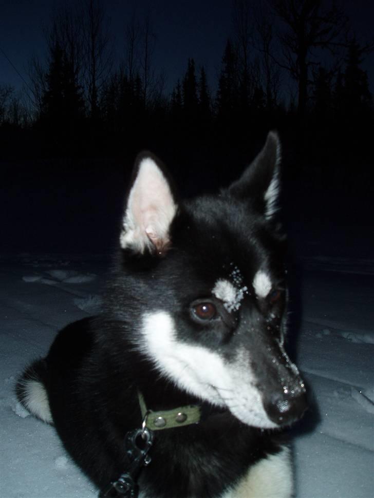 Siberian husky Vuffi (død) billede 16