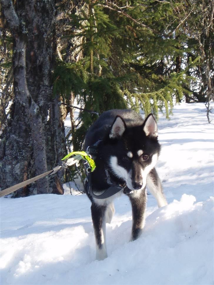 Siberian husky Vuffi (død) billede 17