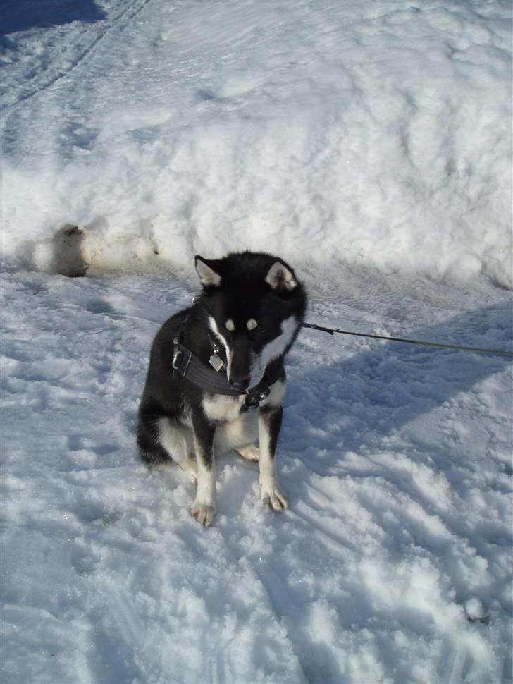 Siberian husky Vuffi (død) billede 18