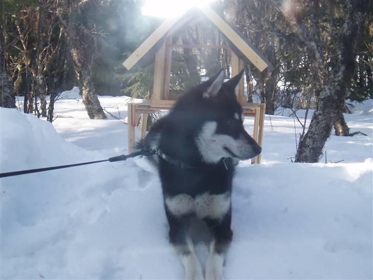 Siberian husky Vuffi (død) billede 19