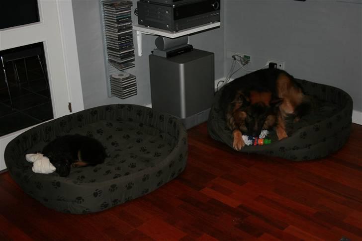 Schæferhund Odin R.I.P. - se vores nye hundekurve, ss jeg kan da vokse i den. billede 6