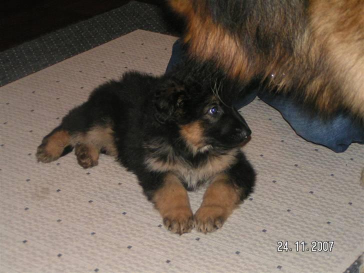 Schæferhund Odin R.I.P. - første aften ved mine nye ejer og møde med Thor billede 7