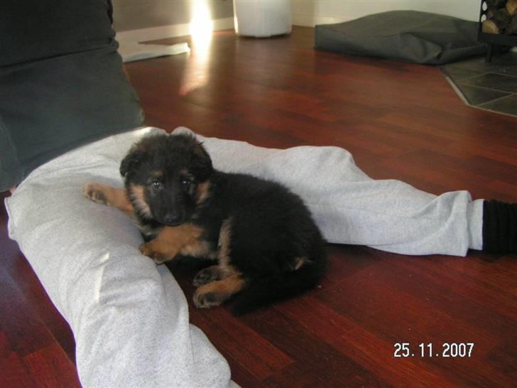 Schæferhund Odin R.I.P. - er tryg ved min "far" billede 8