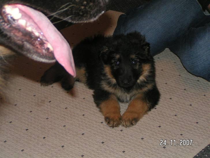 Schæferhund Odin R.I.P. - er jeg ikke køn billede 9