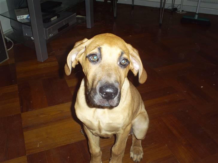 Blanding af racer Luna.. billede 3