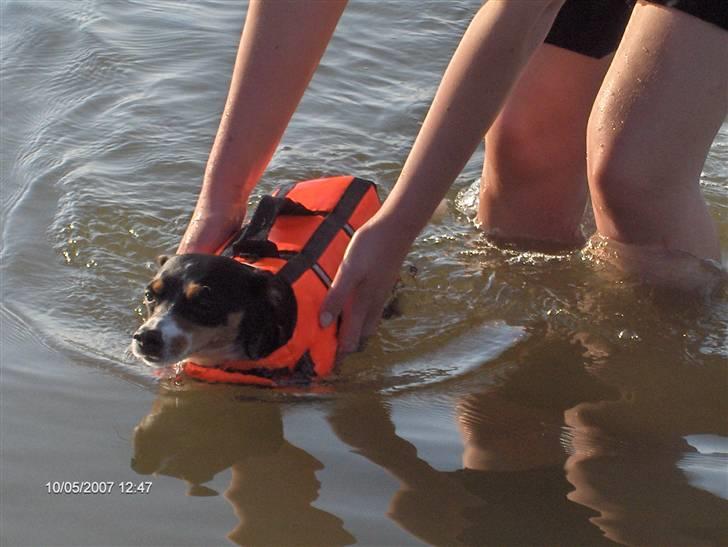 Dansk svensk gaardhund Aske  - Ude og svømme billede 13