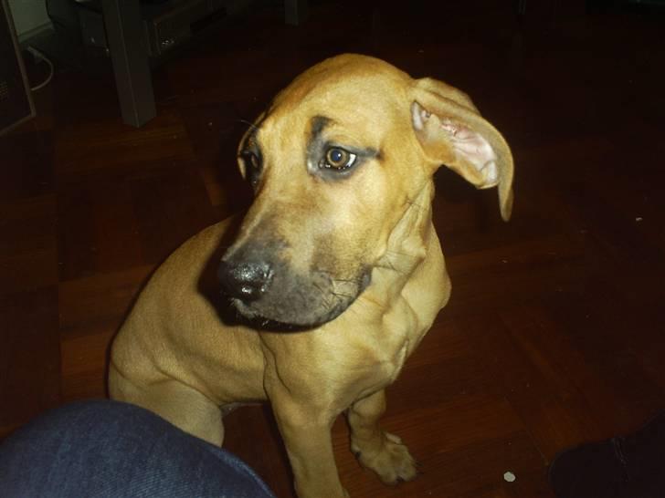 Blanding af racer Luna.. billede 4