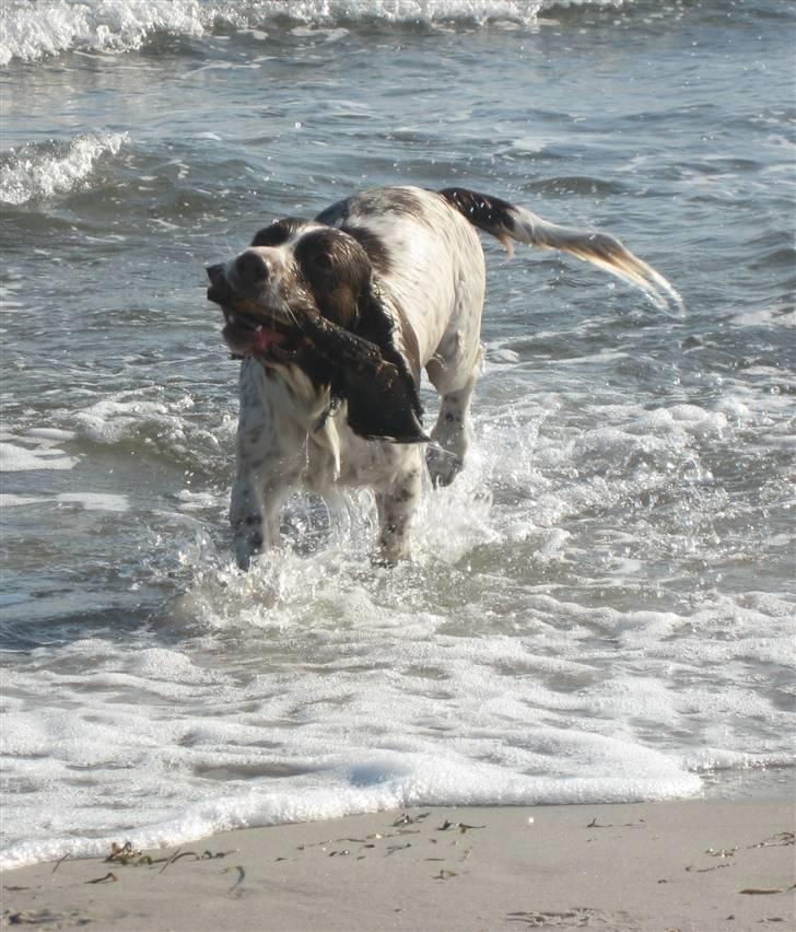 Engelsk springer spaniel Oscar  31.01.1999 - 08.02.2013 - Oscar leger med pind ved Ishøj strand 24. september 2008 billede 11