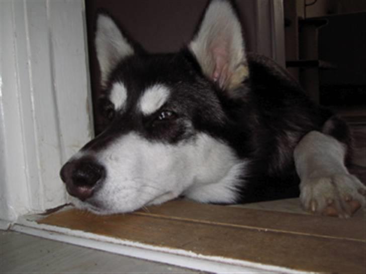 Alaskan malamute shiba billede 9