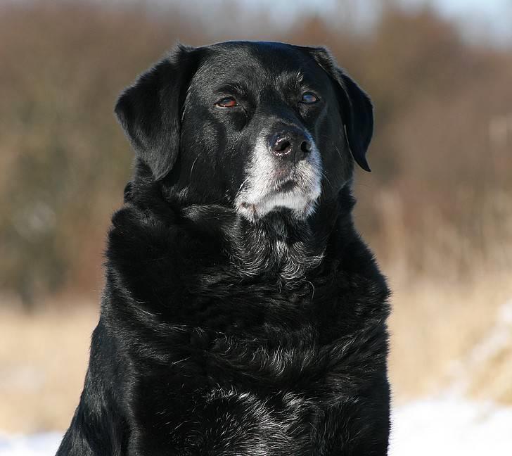 Blanding af racer Blackie *R*I*P* - Er jeg ikke bare en dejlig ældre dreng?? Her er jeg knap 13½ år gammel:-) billede 1