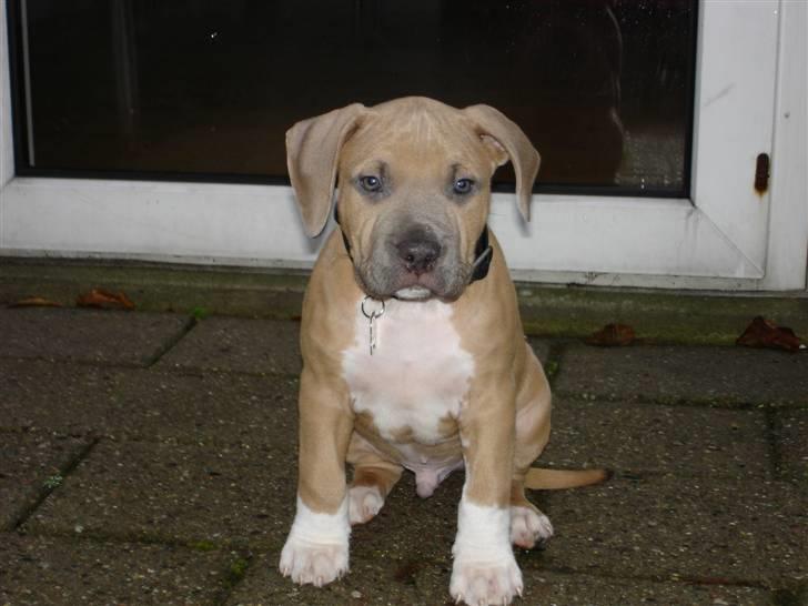 Amerikansk staffordshire terrier TYSON aka **banditten** billede 3