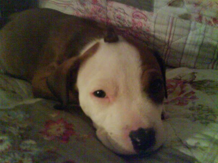 Amerikansk staffordshire terrier Princess Diva## R.I.P## billede 1