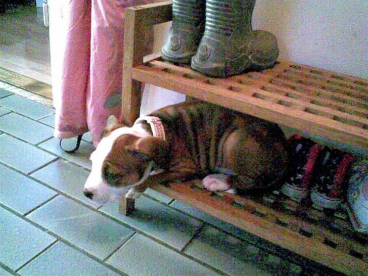 Amerikansk staffordshire terrier Princess Diva## R.I.P## billede 2