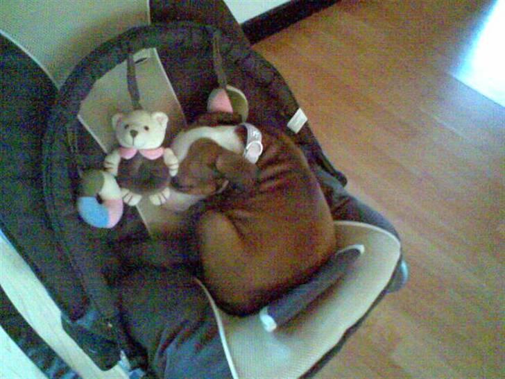 Amerikansk staffordshire terrier Princess Diva## R.I.P## billede 3