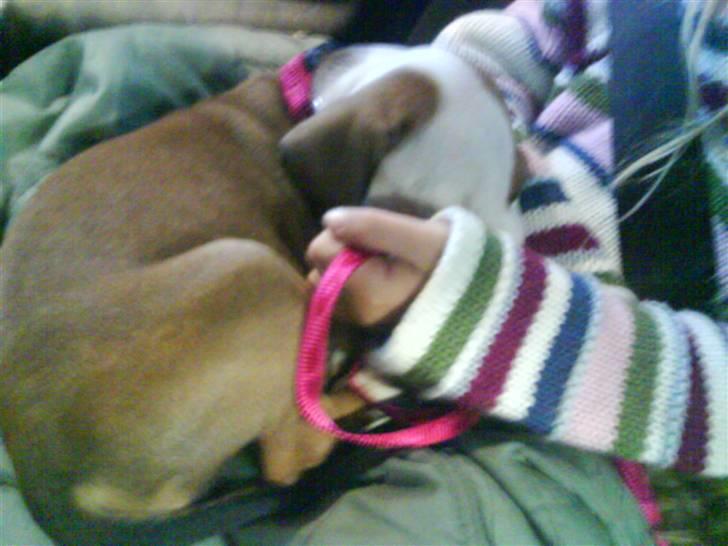 Amerikansk staffordshire terrier Princess Diva## R.I.P## billede 4