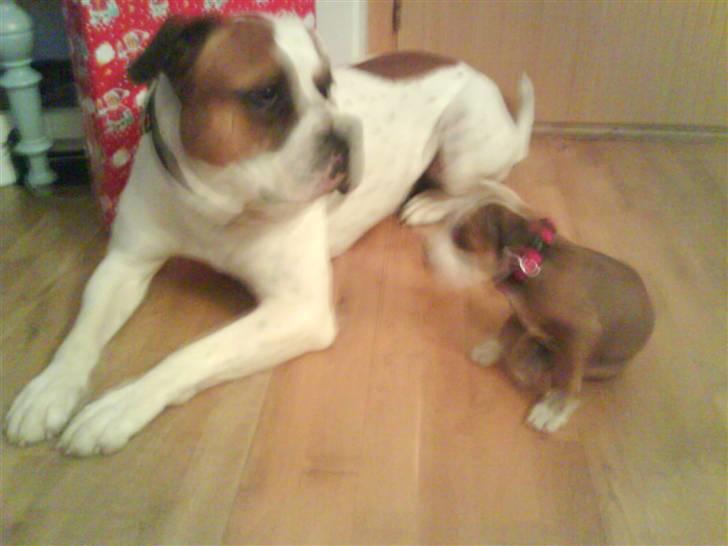 Amerikansk staffordshire terrier Princess Diva## R.I.P## billede 5