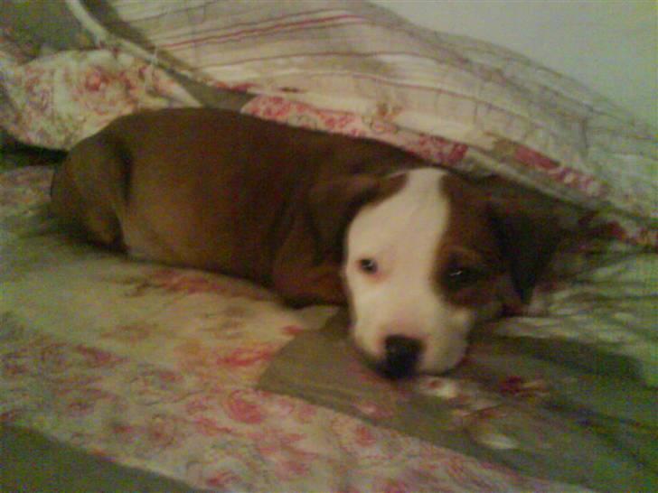 Amerikansk staffordshire terrier Princess Diva## R.I.P## billede 6