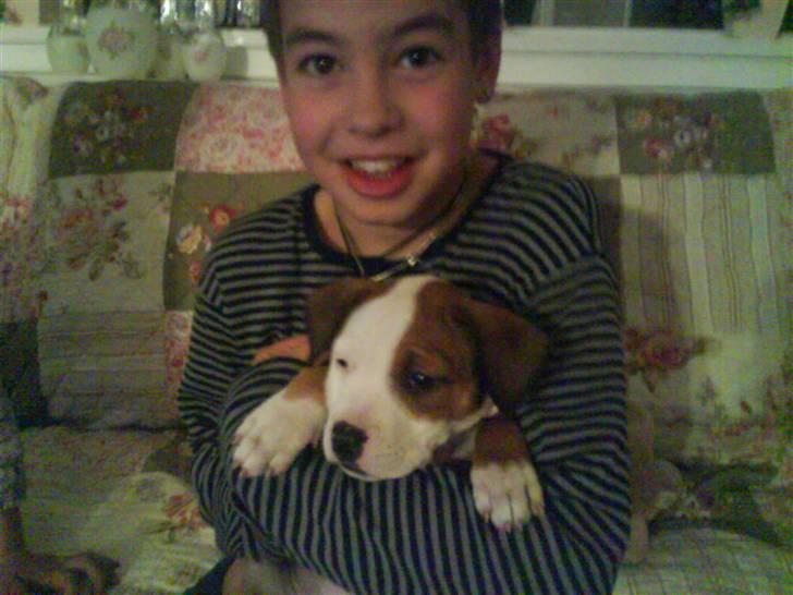 Amerikansk staffordshire terrier Princess Diva## R.I.P## billede 7