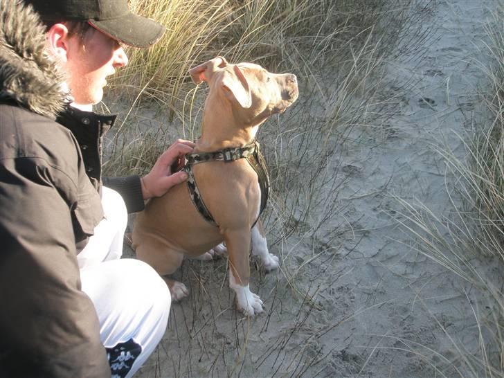 Amerikansk staffordshire terrier TYSON aka **banditten** billede 4