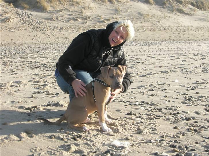 Amerikansk staffordshire terrier TYSON aka **banditten** billede 5