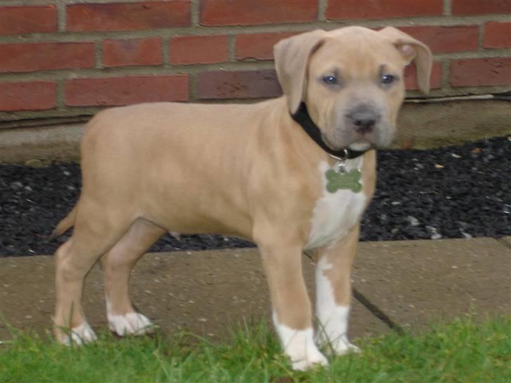 Amerikansk staffordshire terrier TYSON aka **banditten** billede 6