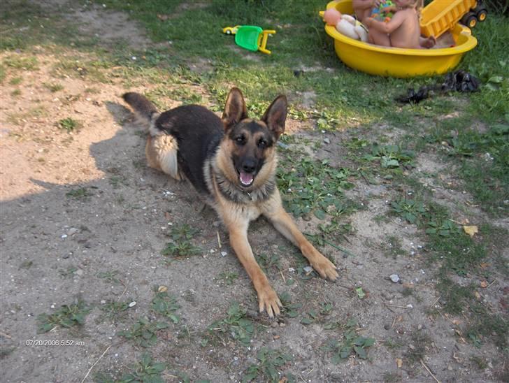 Schæferhund Bianca billede 1