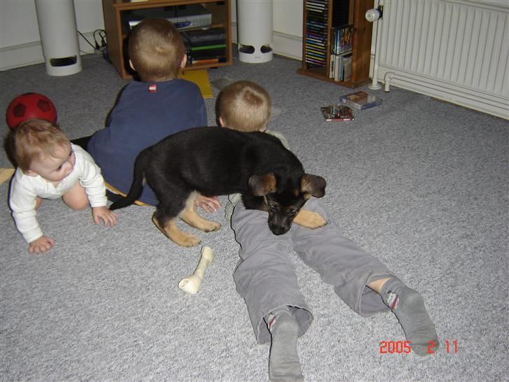 Schæferhund Bianca billede 2