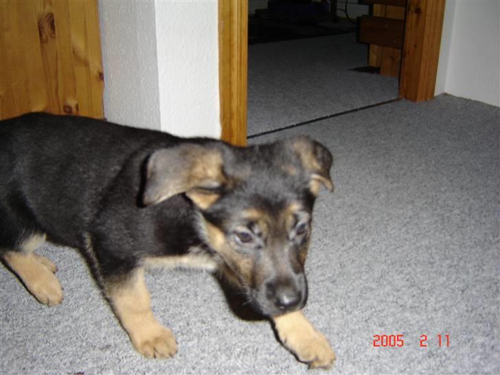 Schæferhund Bianca billede 3