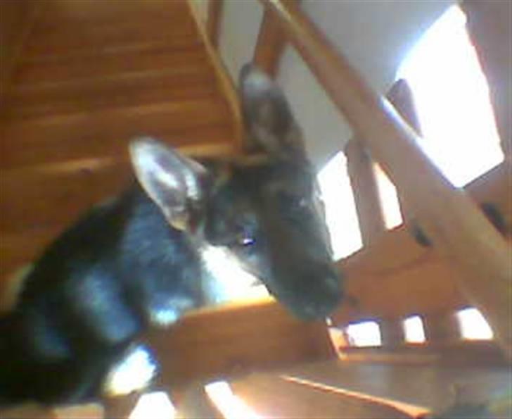 Schæferhund Bianca billede 4