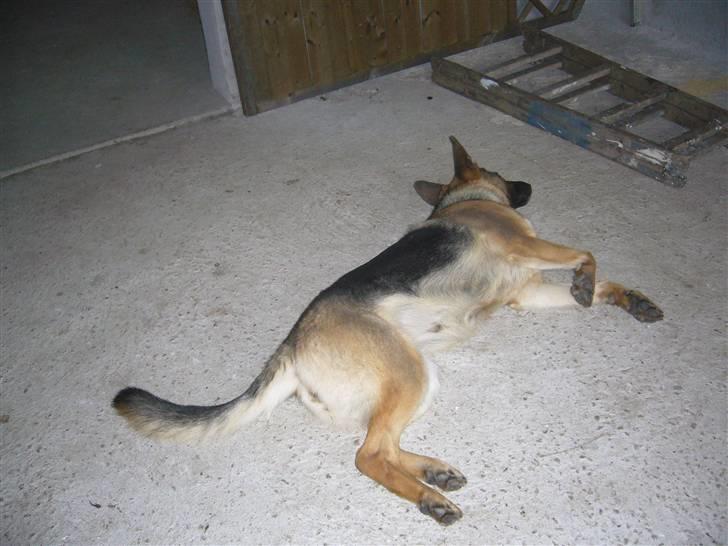 Schæferhund Bianca billede 6