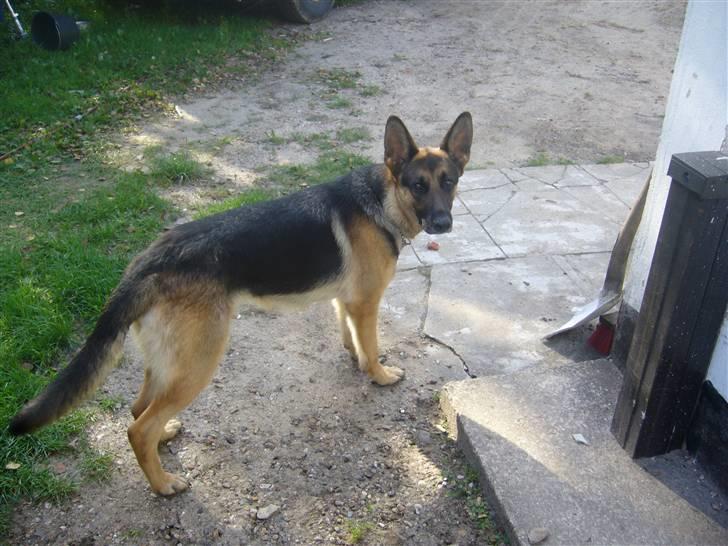 Schæferhund Bianca billede 7