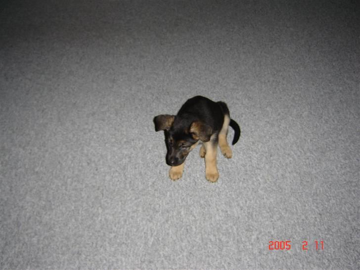 Schæferhund Bianca billede 8