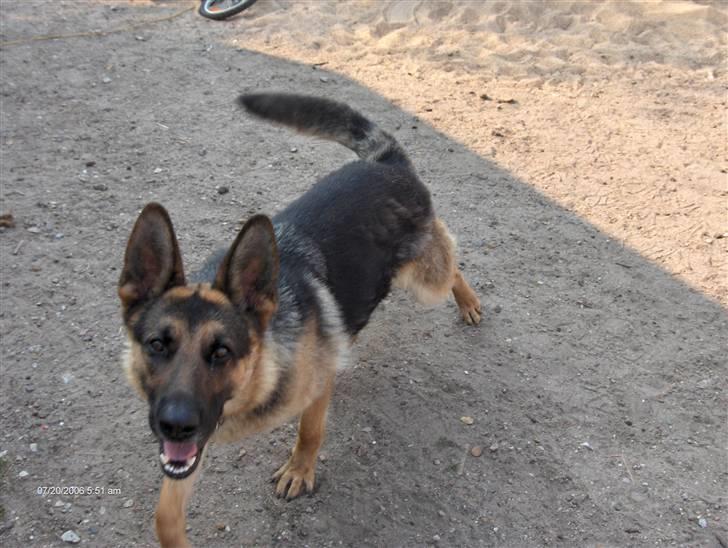 Schæferhund Bianca billede 9