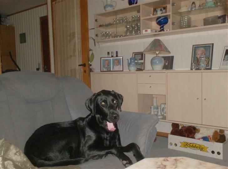 Labrador retriever santos billede 14