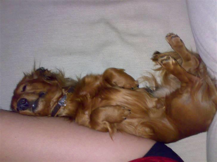 Dværggravhund Tino (Tiller) billede 14