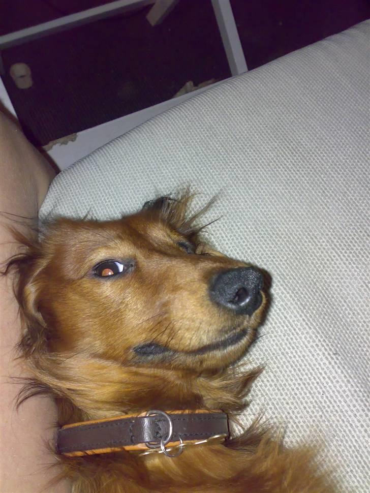 Dværggravhund Tino (Tiller) billede 15