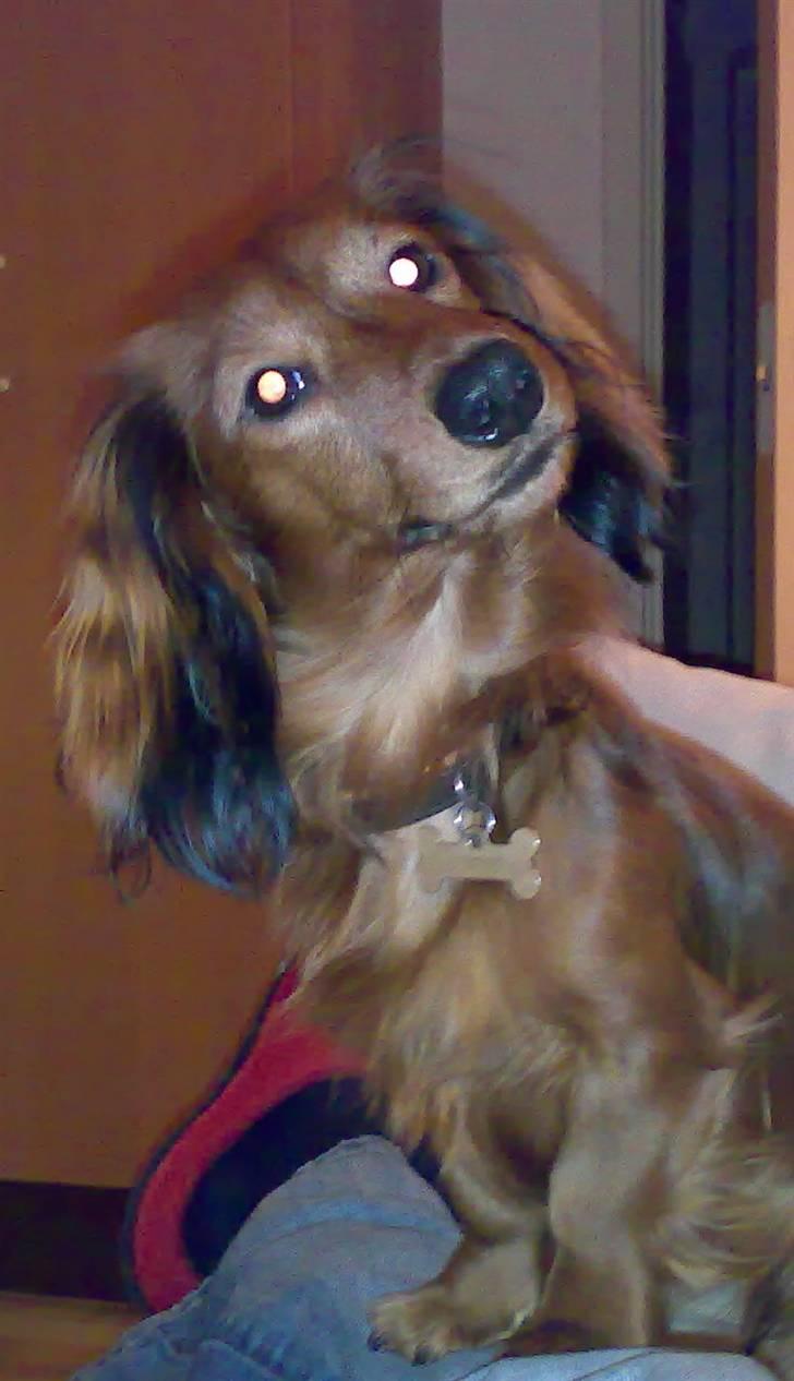 Dværggravhund Tino (Tiller) billede 16