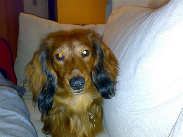 Dværggravhund Tino (Tiller) billede 17