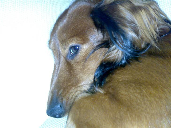 Dværggravhund Tino (Tiller) billede 18