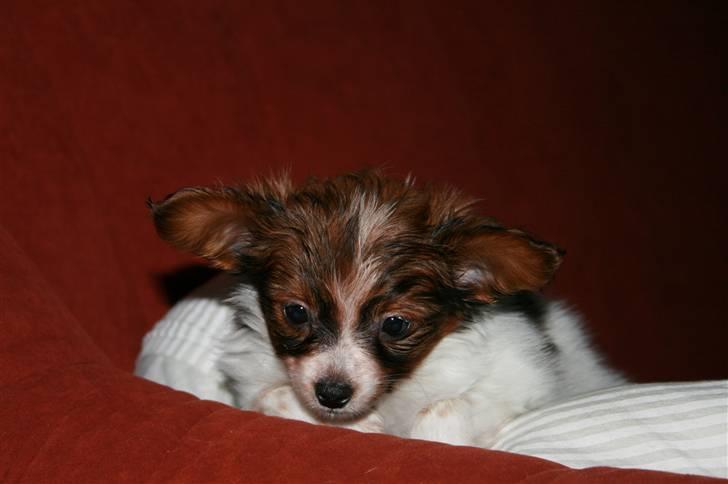 Papillon Felix 2007 billede 3