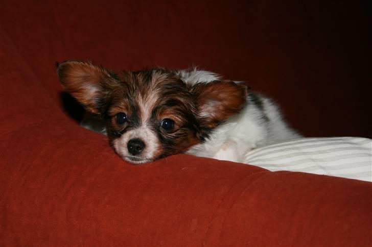 Papillon Felix 2007 billede 4