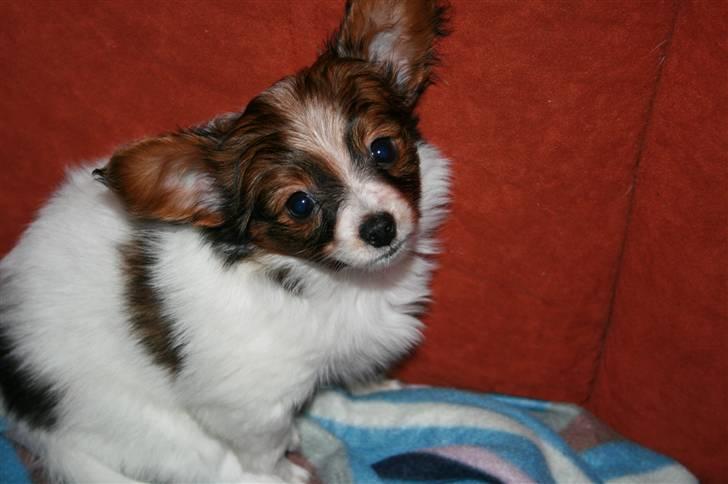 Papillon Felix 2007 billede 5