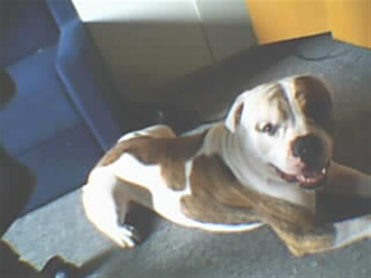 Amerikansk bulldog Bali - Lidt over 3 et halvt år billede 14